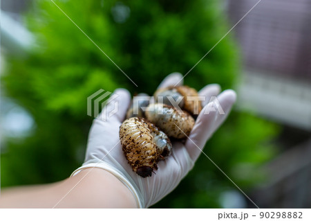 カブトムシの飼育　昆虫 90298882