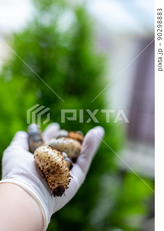 カブトムシの飼育　昆虫 90298883