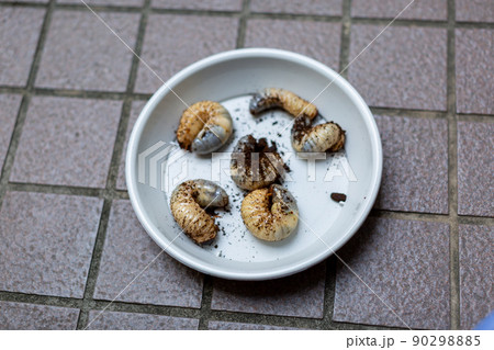 カブトムシの飼育　昆虫 90298885