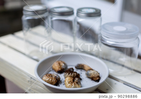 カブトムシの飼育　昆虫 90298886