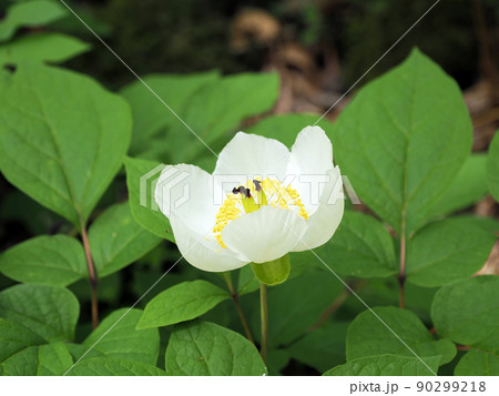 十種ヶ峰の山シャクヤク 90299218