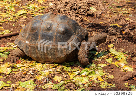 Aldabra giant tortoise on Prison island, Zanzibar in Tanzania Aldabra giant tortoise on Prison island, Zanzibar in Tanzania 90299329