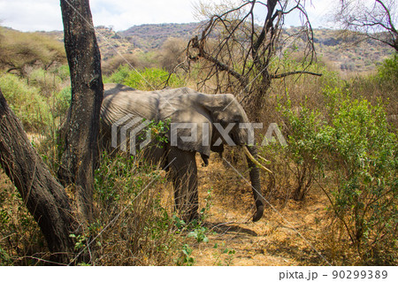 African elephant in Lake Manyara National Park, Tanzania African elephant in Lake Manyara National Park, Tanzania 90299389