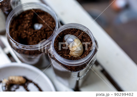 カブトムシの飼育　昆虫　マット交換 90299402