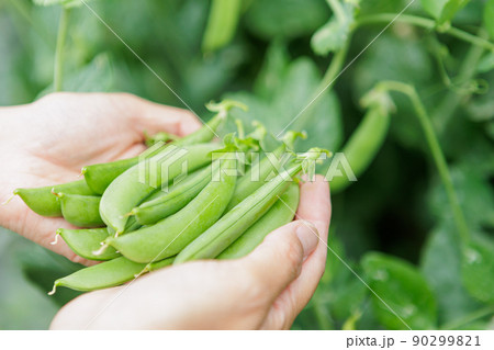 田舎暮らしの有機栽培でつくるスナップエンドウ 田舎暮らしの有機栽培でつくるスナップエンドウ 90299821