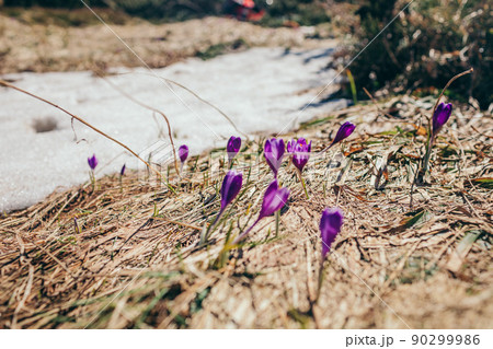 A group of purple flowers in a field 90299986