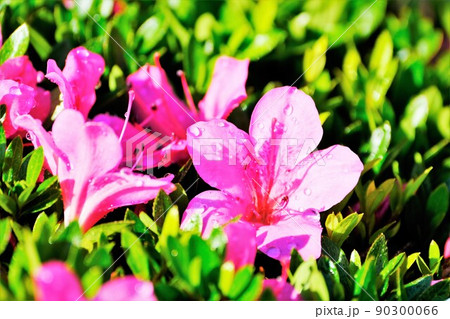 しずくに濡れキラリ輝くサツキの花 90300066