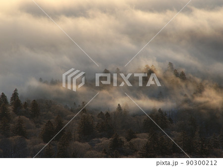 雲に覆われた森の木々の幻想的な風景 90300212