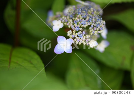 アマチャ(甘茶)の花 アマチャ(甘茶)の花 90300248