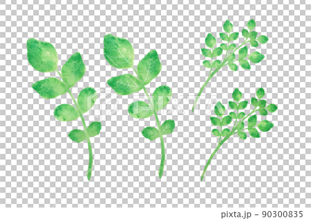 Watercress 90300835