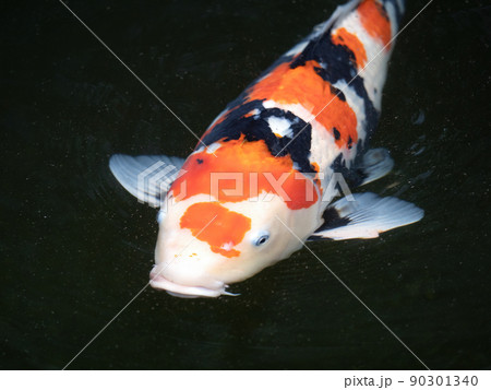 ニシキゴイ 90301340