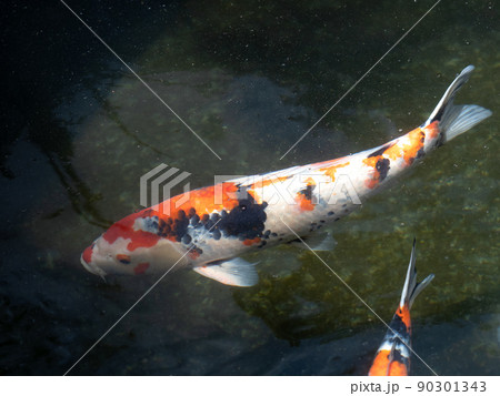 ニシキゴイ 90301343