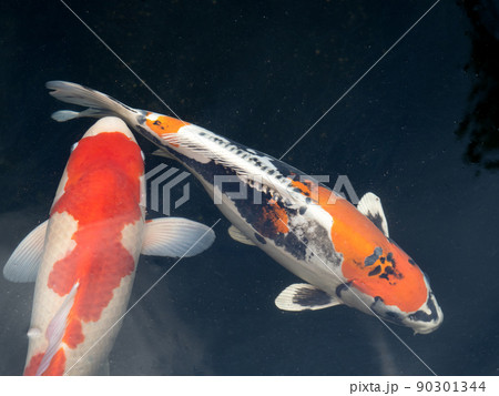 ニシキゴイ ニシキゴイ 90301344