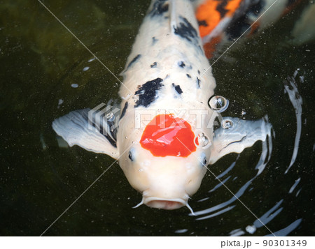 ニシキゴイ ニシキゴイ 90301349