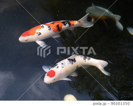 ニシキゴイ 90301350