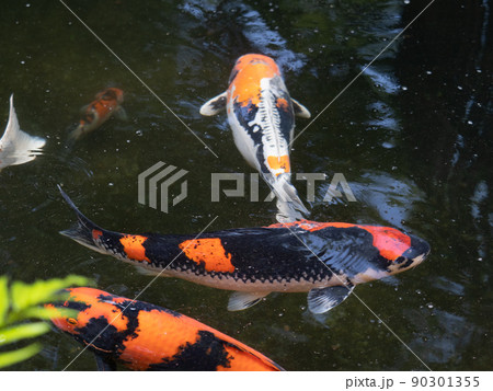 ニシキゴイ 90301355