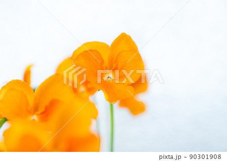 オレンジ色のパンジー 90301908