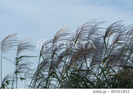 葦 空 秋 90301952