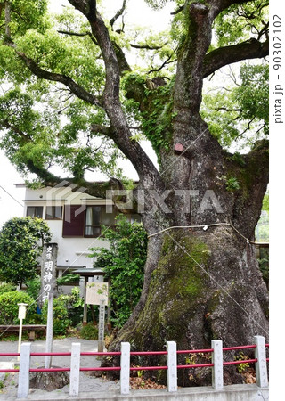 湯河原町 史跡「明神の楠」と案内板 湯河原町 史跡「明神の楠」と案内板 90302102