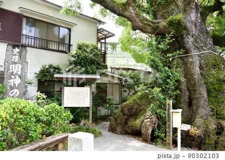 湯河原町 史跡「明神の楠」と案内板 湯河原町 史跡「明神の楠」と案内板 90302103