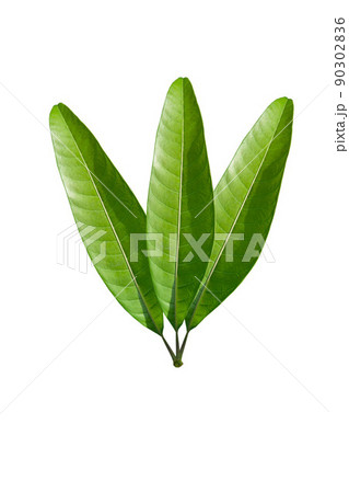 green leaves and isolated on background clipingpart 90302836