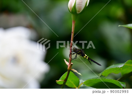 薔薇の蕾の茎にしがみついている、コシアキトンボのメス。風はそよそよ。5月。昆虫イメージ素材 90302993