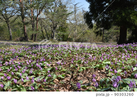 【新潟県妙高市】カタクリ群生地　観音平古墳群 90303260