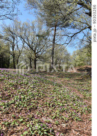 【新潟県妙高市】カタクリ群生地　観音平古墳群 90303266