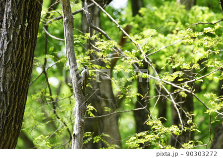 【新潟県妙高市】カタクリ群生地　観音平古墳群 90303272