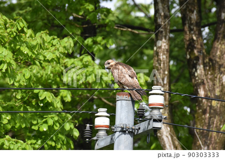 山地の森林に生息するノスリ 90303333