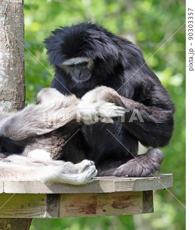 Two gibbons are dedicated to cleaning the fur 90303357