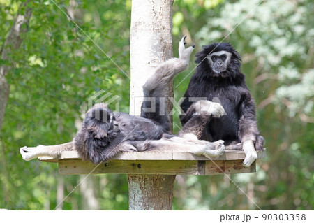 Two gibbons are dedicated to cleaning the fur 90303358