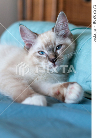 まどろんでいるラガマフィンの子猫 90303571