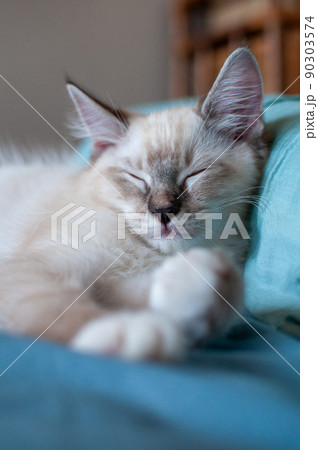 寝ているラガマフィンの子猫 寝ているラガマフィンの子猫 90303574