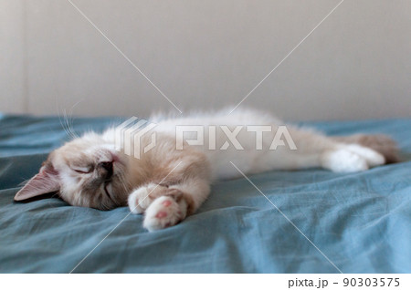 伸びて寝ているラガマフィンの子猫 90303575