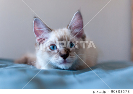見つめるラガマフィンの子猫 見つめるラガマフィンの子猫 90303578