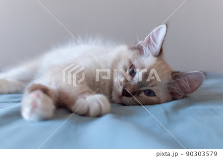 まどろんでいるラガマフィンの子猫 90303579