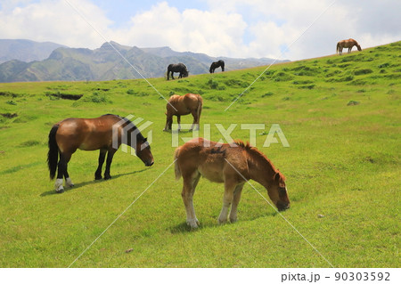 阿蘇山ろくの牧場（馬・親子） 90303592