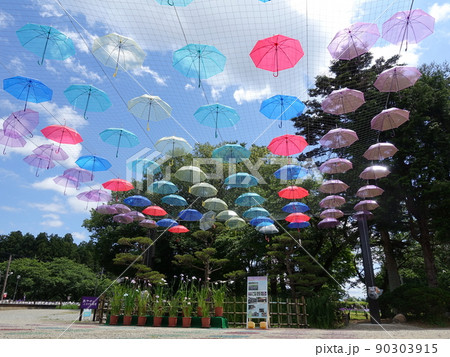満開のアヤメ あやめ 長井あやめ公園 満開のアヤメ あやめ 長井あやめ公園 90303915