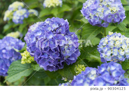 紫陽花 紫陽花 90304125