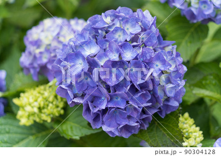 紫陽花 90304128