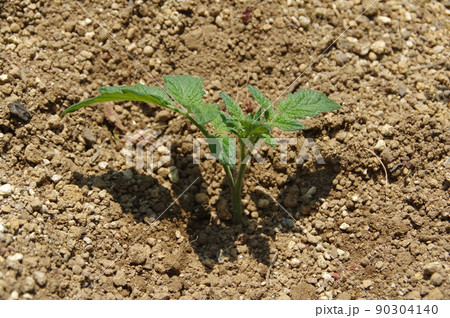 ミニトマトのわき芽を切断して植え付け直後 ミニトマトのわき芽を切断して植え付け直後 90304140