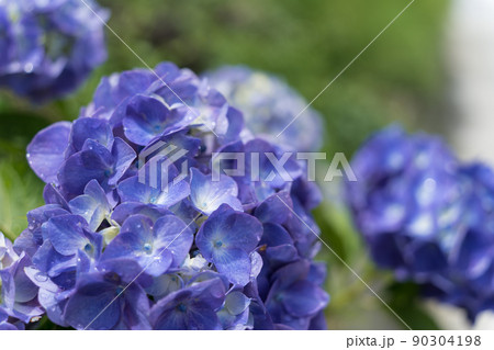 青紫の紫陽花 90304198