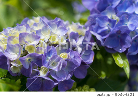 青紫の紫陽花 青紫の紫陽花 90304201