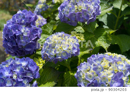 青紫の紫陽花 90304203