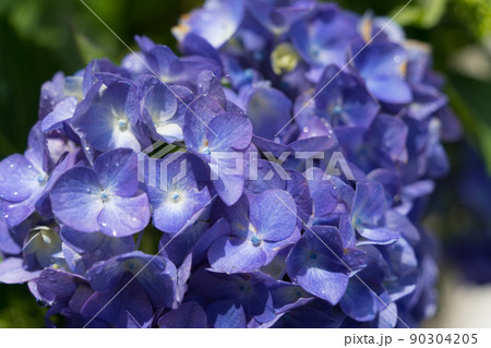 青紫の紫陽花 90304205