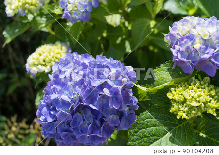 青紫の紫陽花 90304208