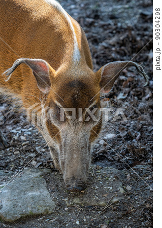 Red River Hog (Potamochoerus porcus) looking for food. 90304298