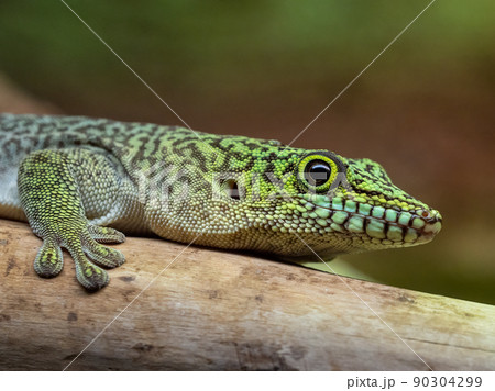 Standing's day gecko, Phelsuma standingi 90304299