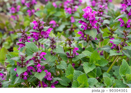 Pink flowers of spotted dead-nettle Lamium maculatum. Medicinal plants in the garden 90304301